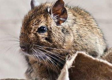 emergency mice removal emergency mice removal