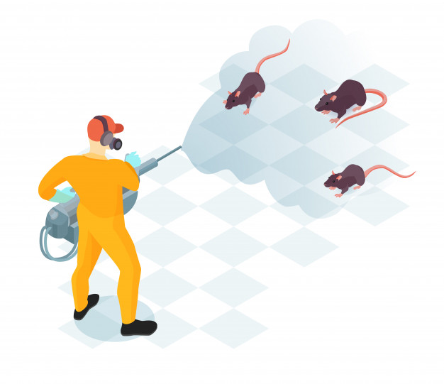 Why Do We Use Eco-Friendly Rat Removal Process?