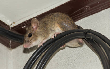 Are You Facing Rat Issues? This Is How We Can Help You