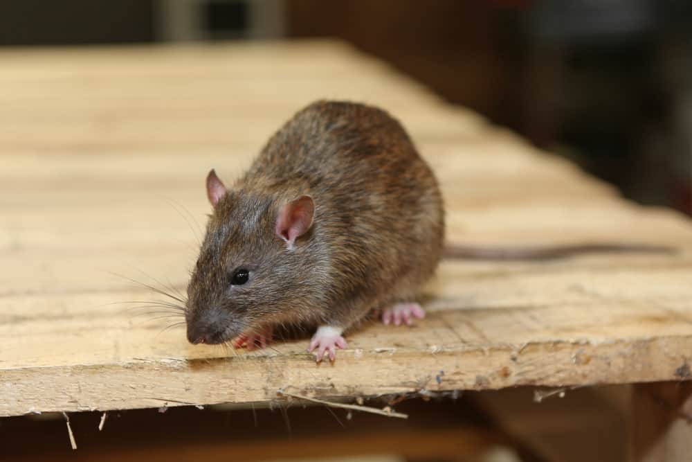 How Much Does It Cost to Remove A Rat?