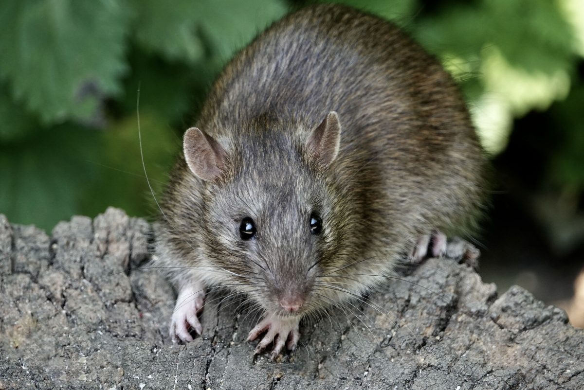 How Long Does A Pest Control Treatment Last?