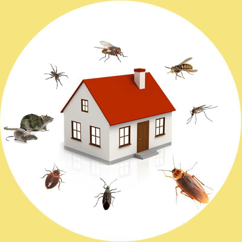 2021 Pest Control Plan: The Best Tips to Keep the New Year Pest-Free:
