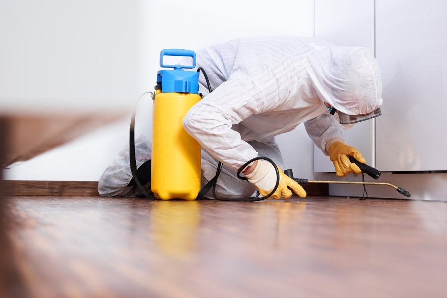 What Are the Qualifications of a Professional Rat Control Service?