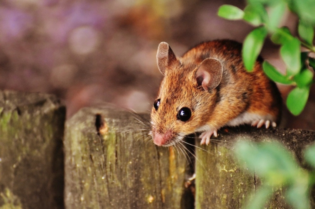 The Dangers of Rat Infestations: Health Risks for Brisbane Residents