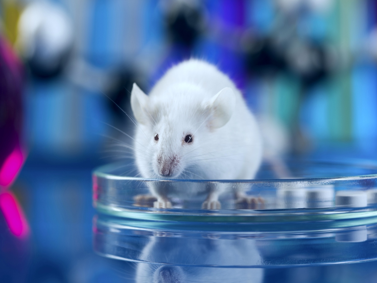 Getting Rid Of Rats From Commercial Places Of Brisbane