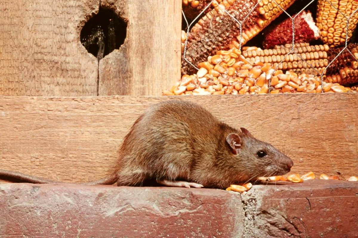 rodents pest control