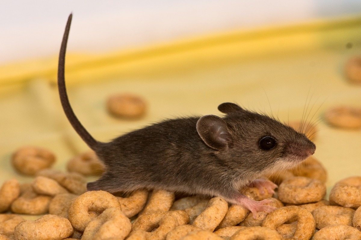 Why Are Rats A Cause Of Worry?
