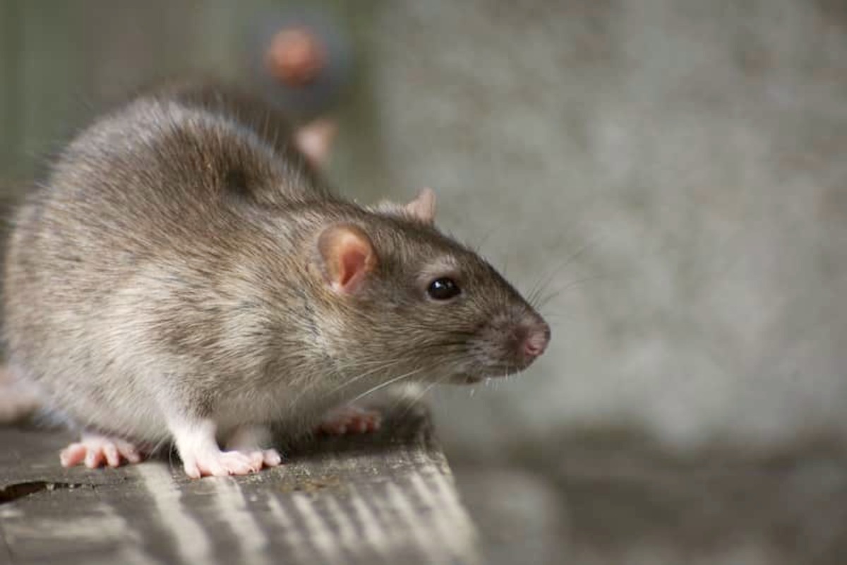 What Should Be Your Attitude To Handling Problems Caused By Rats?