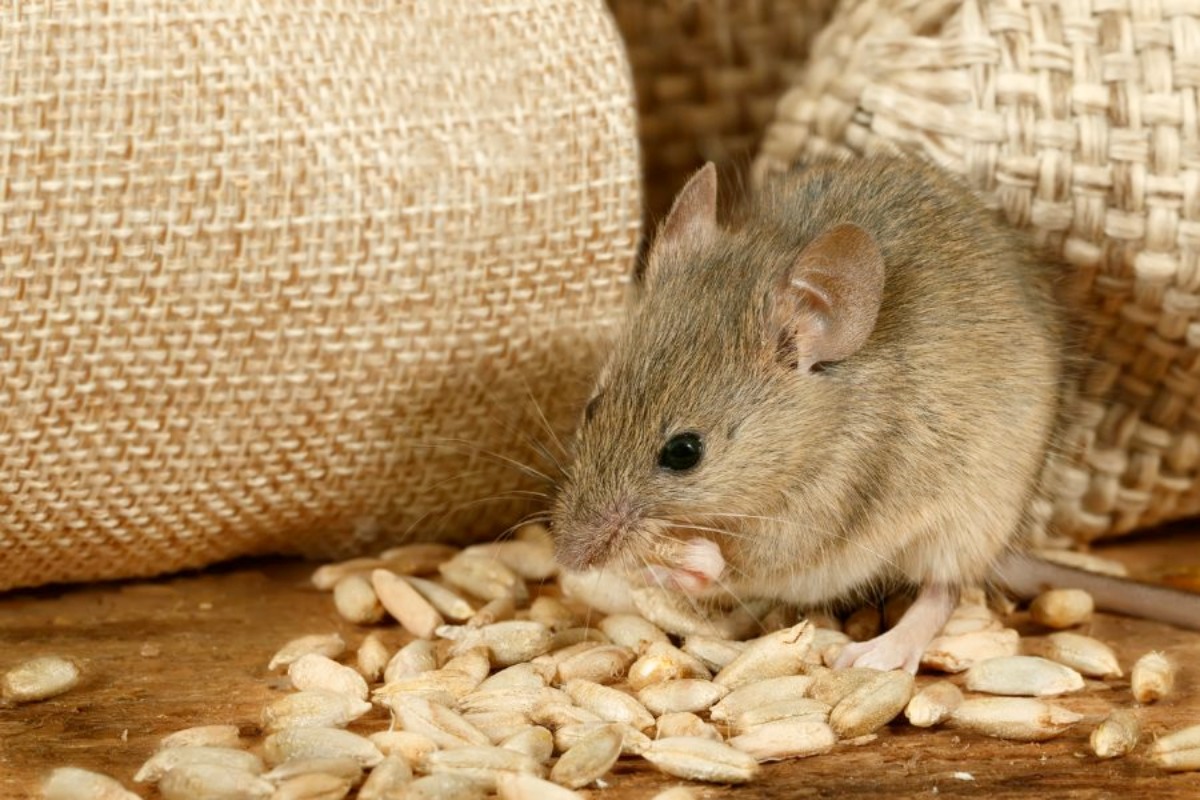 Why Should You Remove The Corpses of Rats Without Delay?