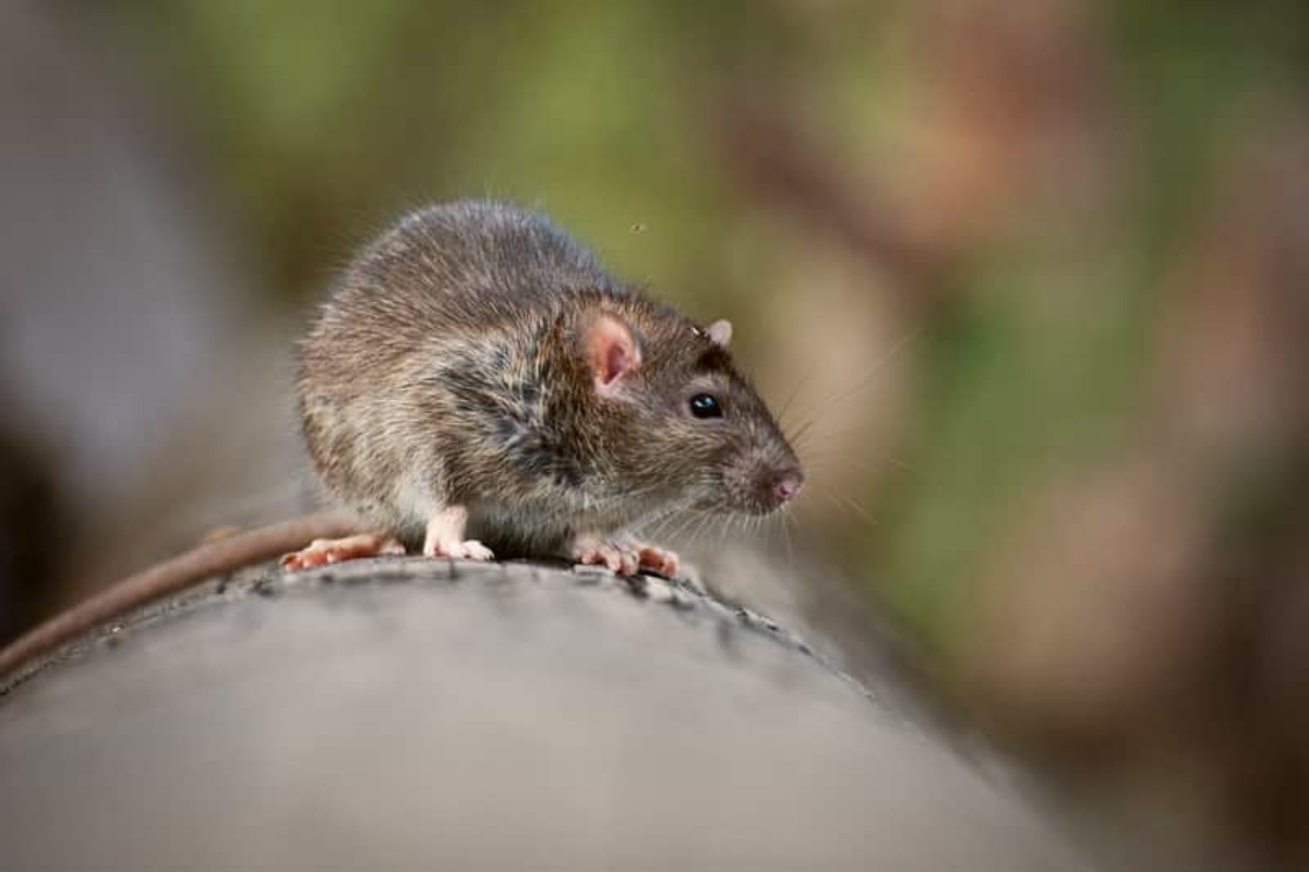 Major Signs Of Rodent Infestation And The Solution
