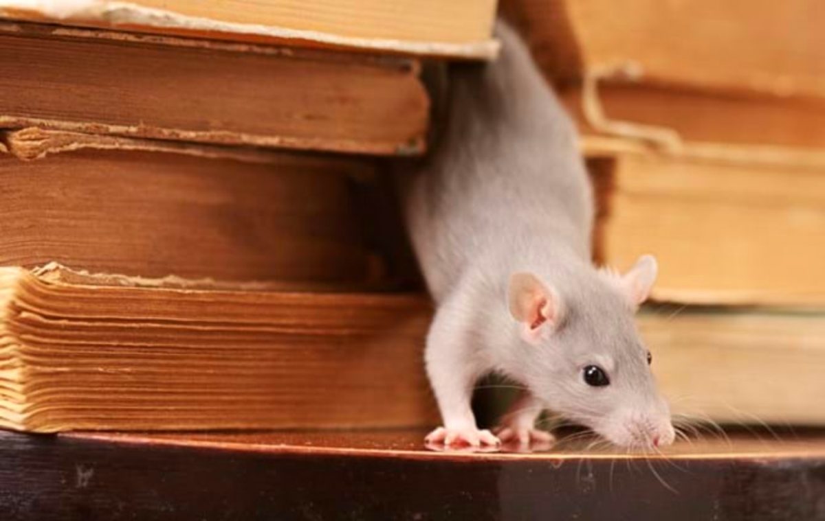 How to Protect Your House from Rodent Infestation?