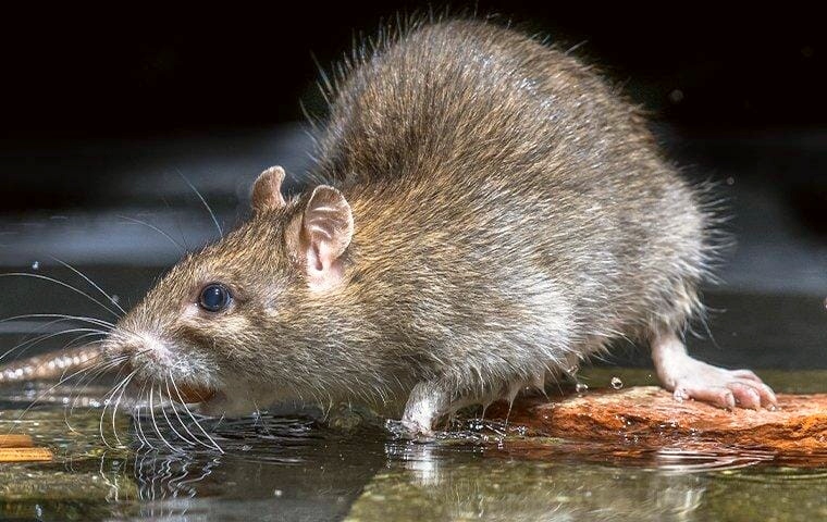 Common Signs of Mice Infestation and the Solutions