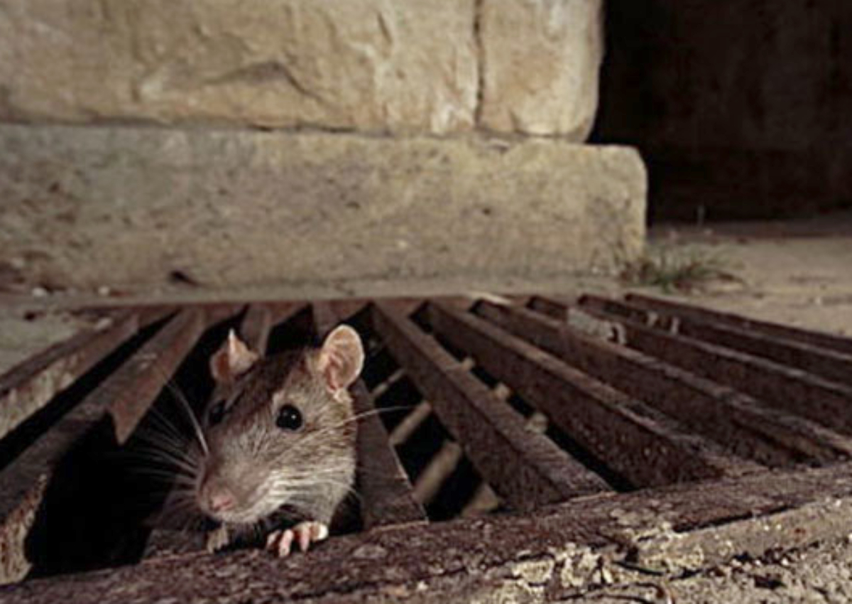 Beware of Rodent Infestation and Take Appropriate Measures to Deal
