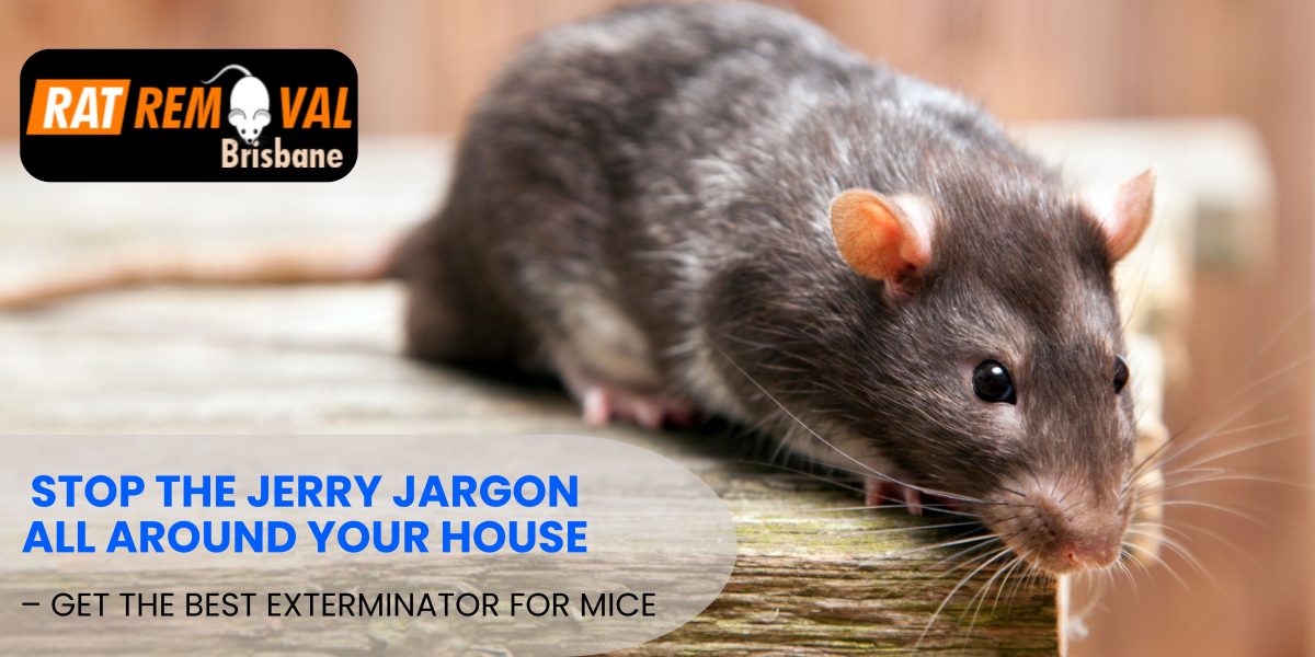 Stop the Jerry Jargon All Around Your House – Get the Best Exterminator for Mice