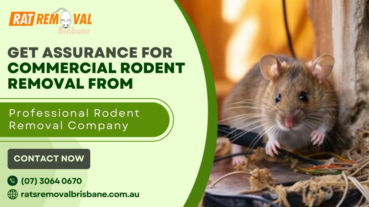 Get Assurance for Commercial Rodent Removal from Professional Rodent Removal Company
