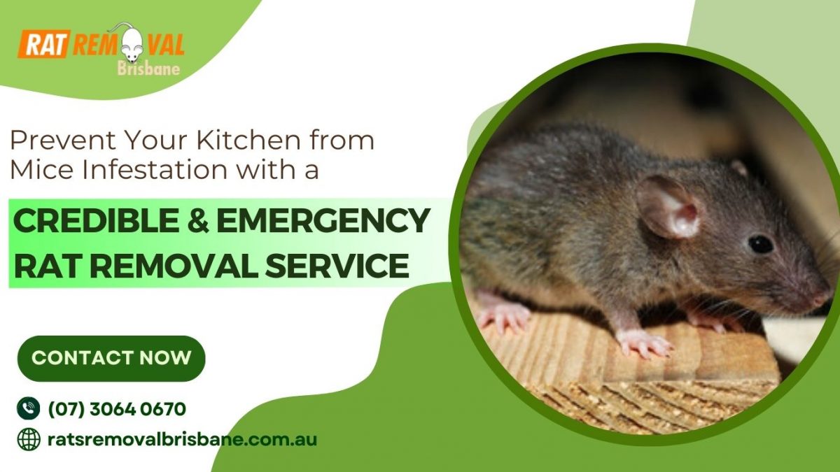 Prevent Your Kitchen from Mice Infestation with a Credible and Emergency Rat Removal Service