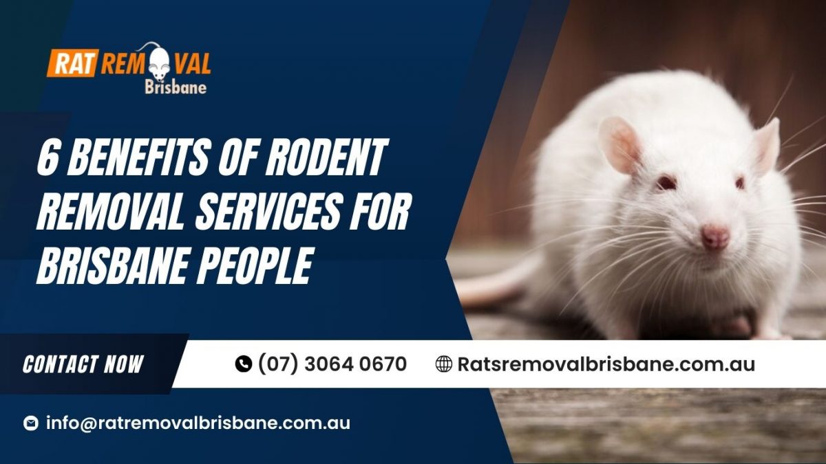 6 Benefits of Rodent Removal Services for Brisbane People