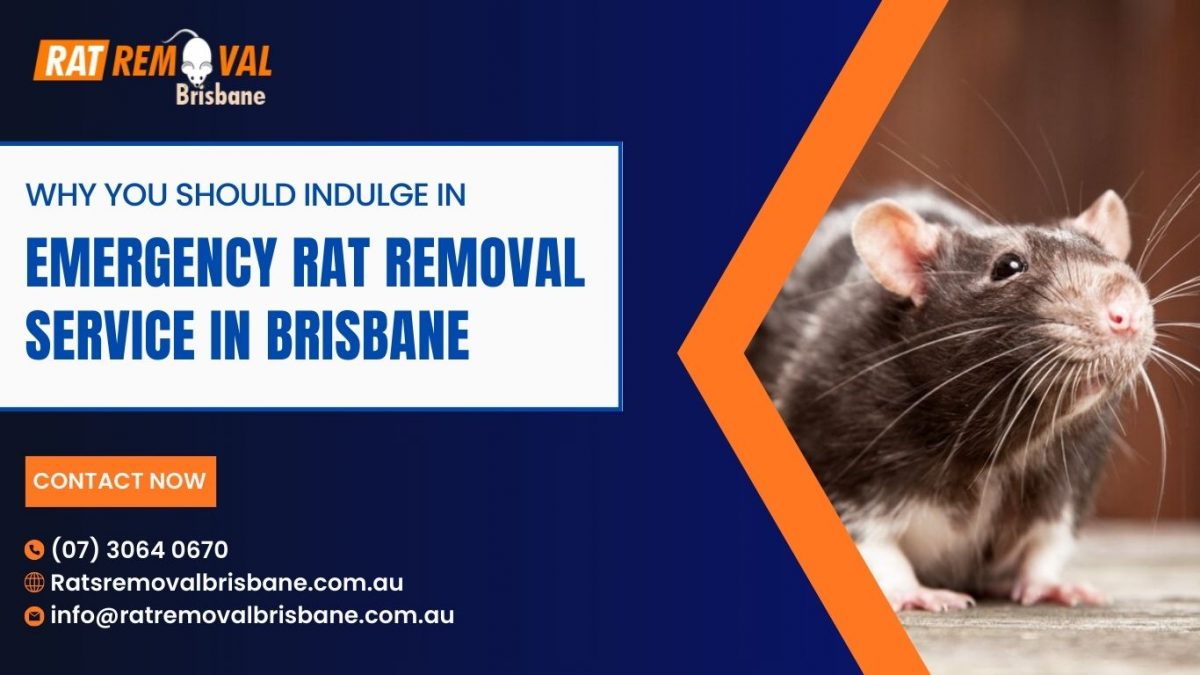 Why You Should Indulge In Emergency Rat Removal Service in Brisbane