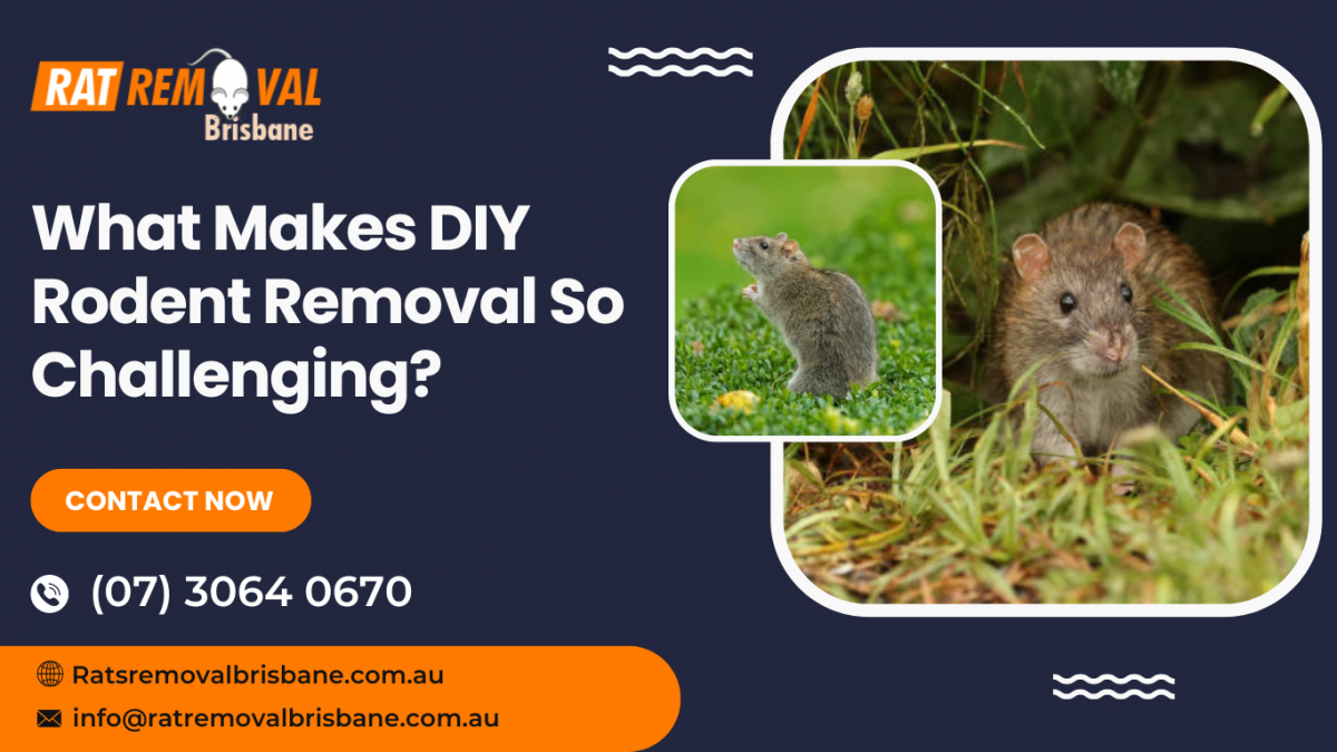 What Makes DIY Rodent Removal So Challenging?