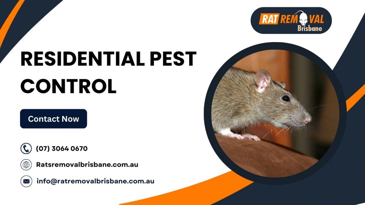 What to Do If Rats Are Coming Back Even After the Treatment?
