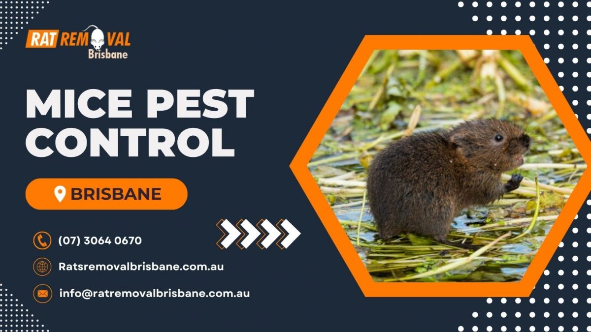 Solving Rat Infestations: Eradicating Mouse and Rats Menace with this Step-by-Step Guide