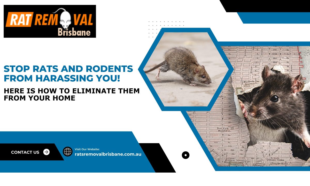 Stop Rats And Rodents From Harassing You! Here Is How To Eliminate Them From Your Home