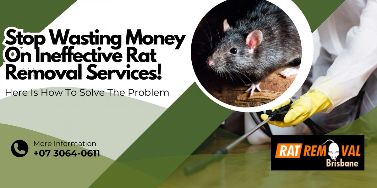 Stop Wasting Money On Ineffective Rat Removal Services! Here Is How To Solve The Problem