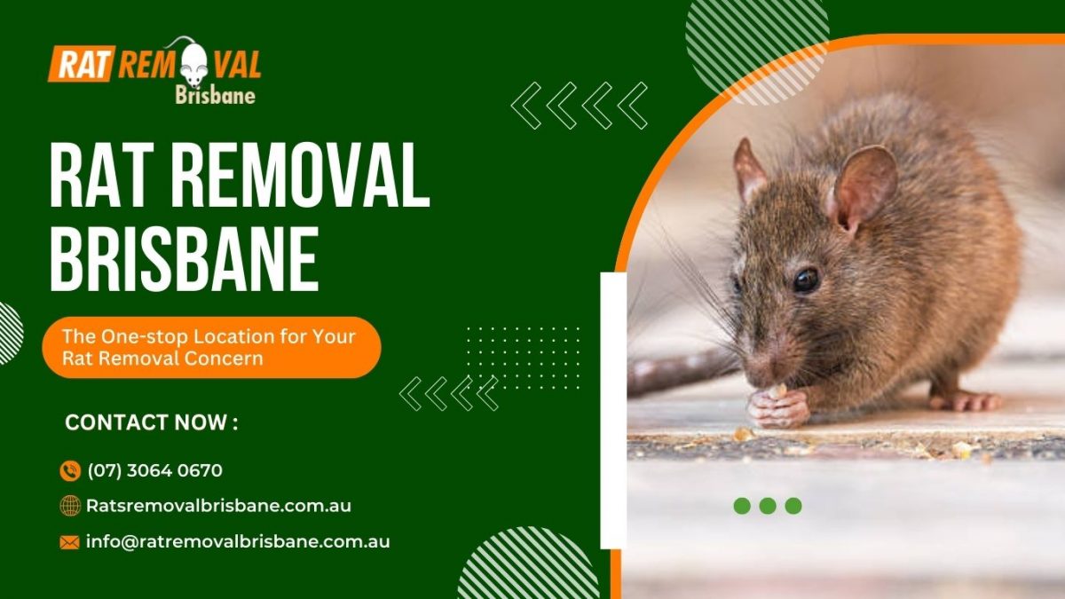 The Hidden Risks: Why Do-It-Yourself Rodents Control Is Riskier Than You Think and How Hiring a Pro Can Save Your House