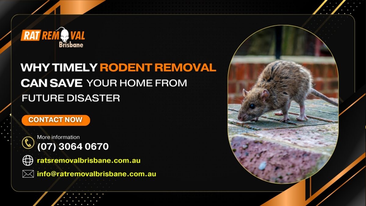 Why Timely Rodent Removal Can Save Your Home From Future Disaster