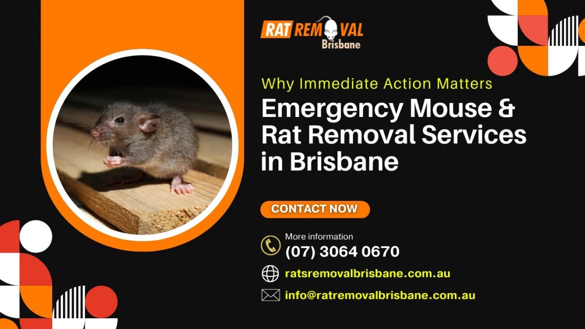 Why Immediate Action Matters: Emergency Mouse and Rat Removal Services in Brisbane