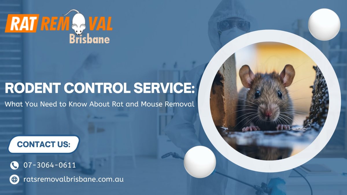 Rodent Control Service: What You Need to Know About Rat and Mouse Removal