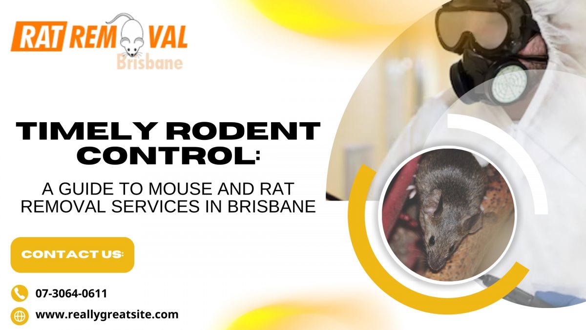Timely Rodent Control: A Guide to Mouse and Rat Removal Services in Brisbane