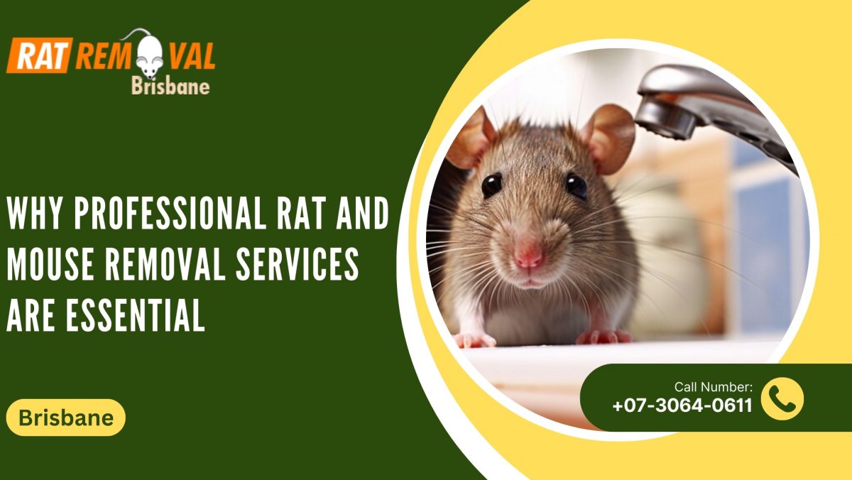Why Professional Rat and Mouse Removal Services Are Essential