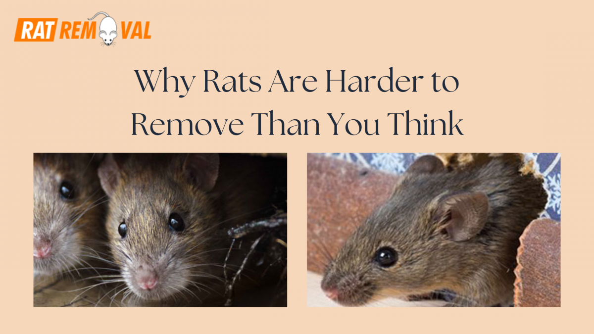 Why Rats Are Harder to Remove Than You Think
