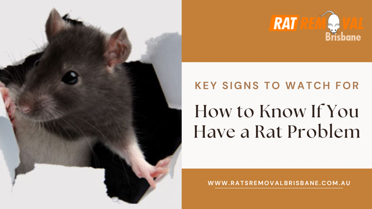 How to Know If You Have a Rat Problem: Key Signs to Watch For