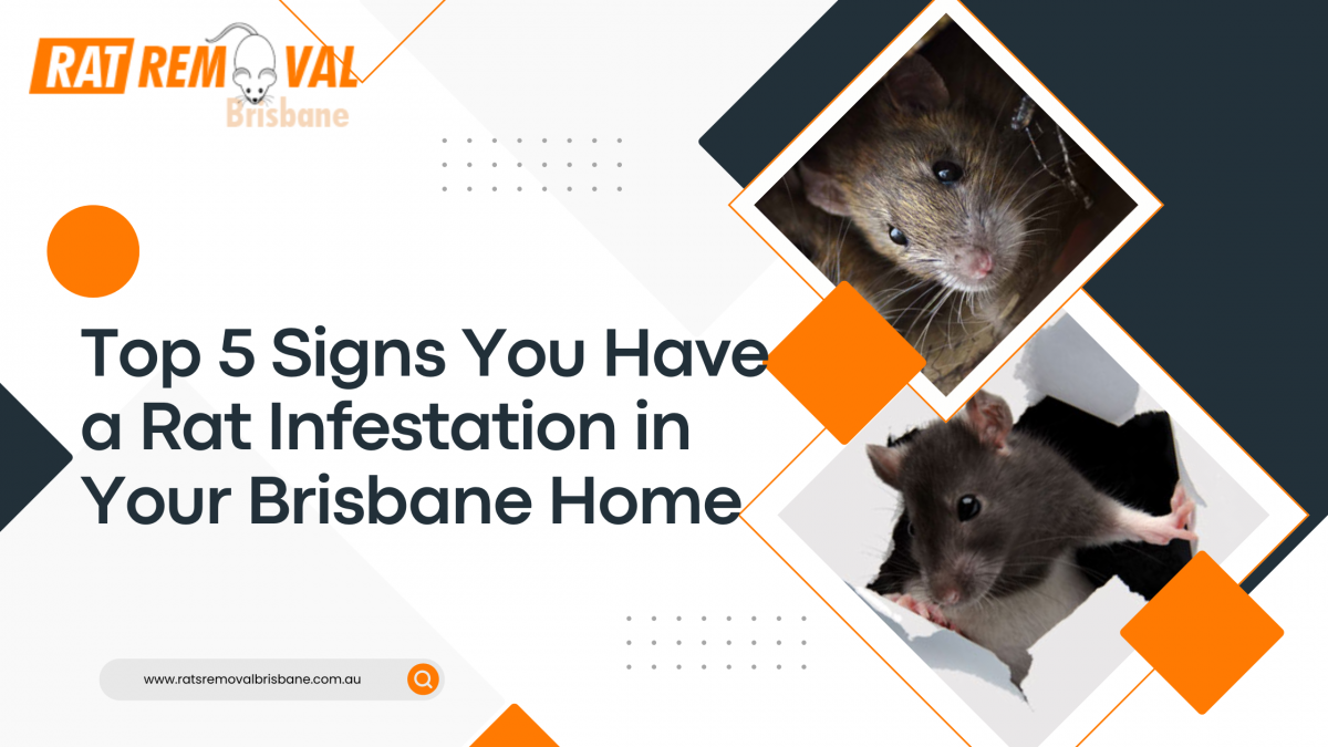 Top 5 Signs You Have a Rat Infestation in Your Brisbane Home