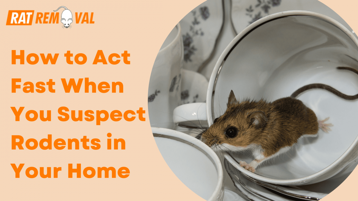 How to Act Fast When You Suspect Rodents in Your Home