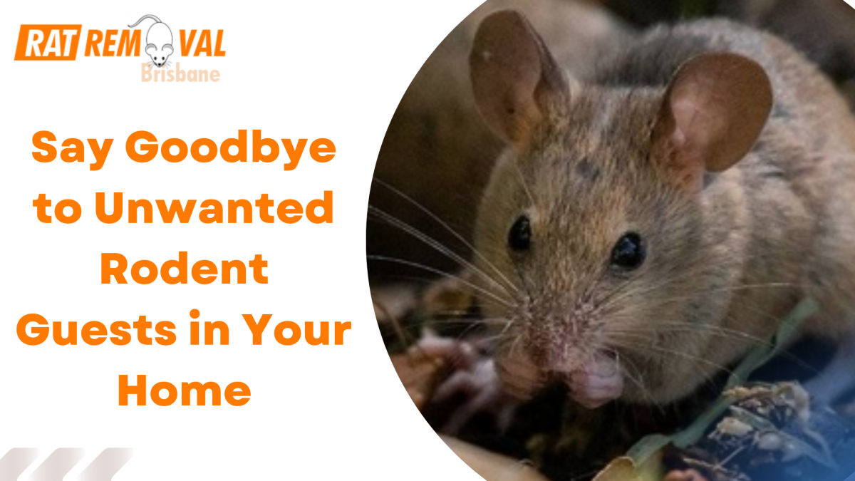 Say Goodbye to Unwanted Rodent Guests in Your Home