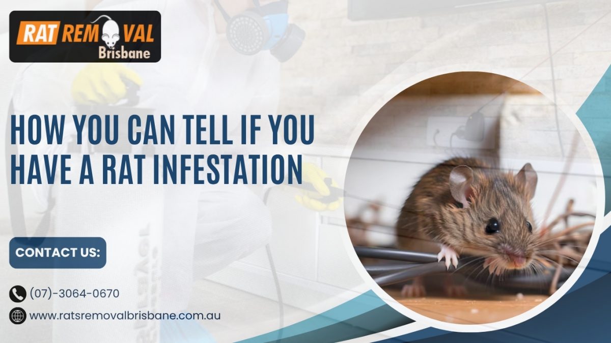 How You Can Tell If You Have a Rat Infestation