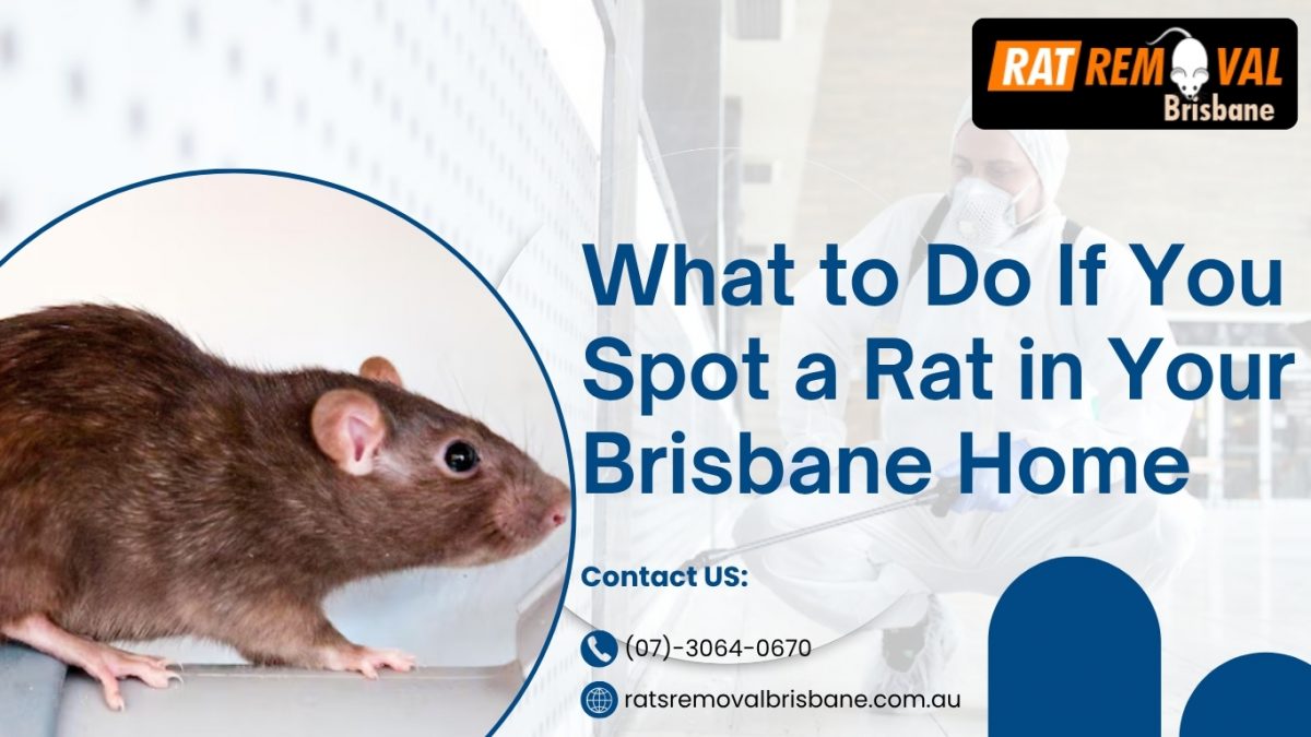 What to Do If You Spot a Rat in Your Brisbane Home