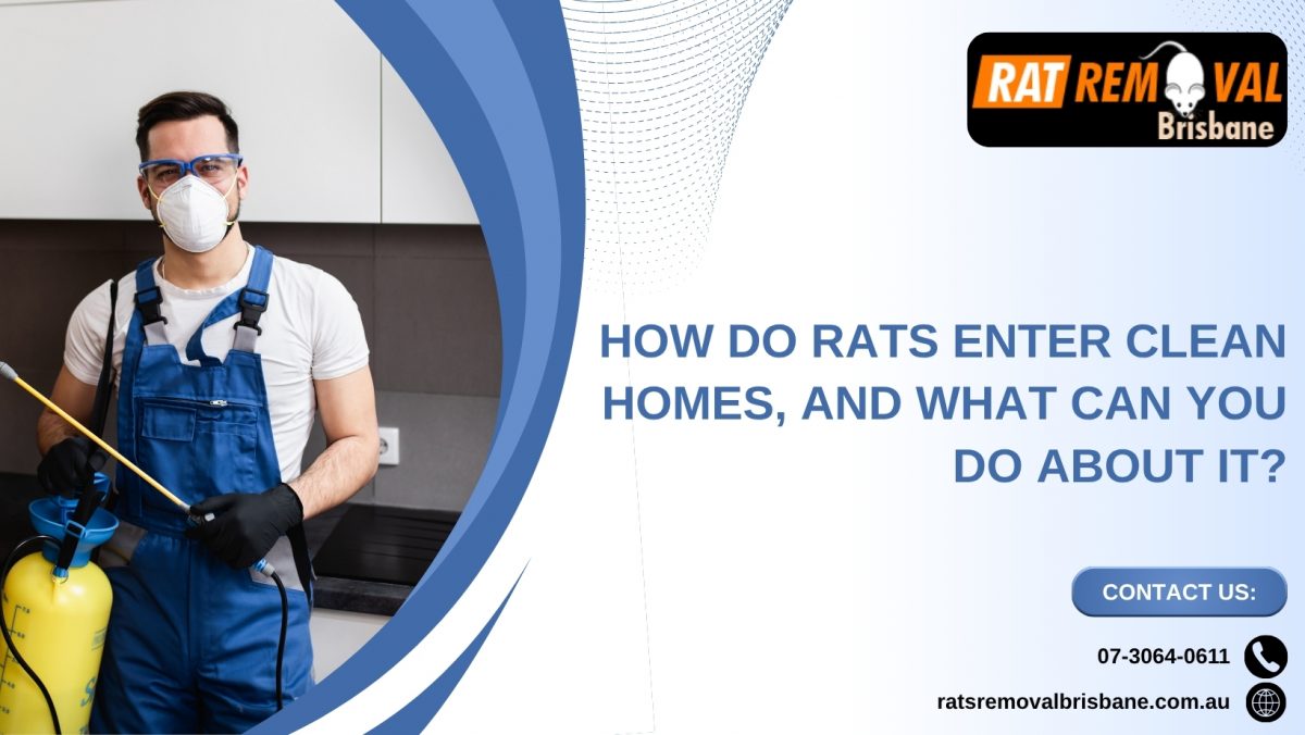 How Do Rats Enter Clean Homes, and What Can You Do About It?