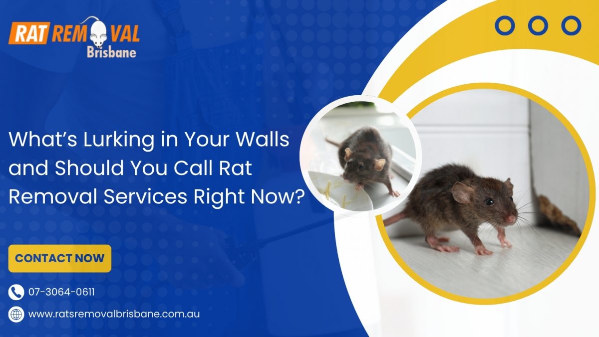 What’s Lurking in Your Walls and Should You Call Rat Removal Services Right Now?
