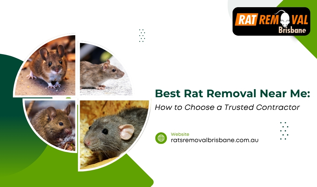 Best Rat Removal Near Me: How to Choose a Trusted Contractor