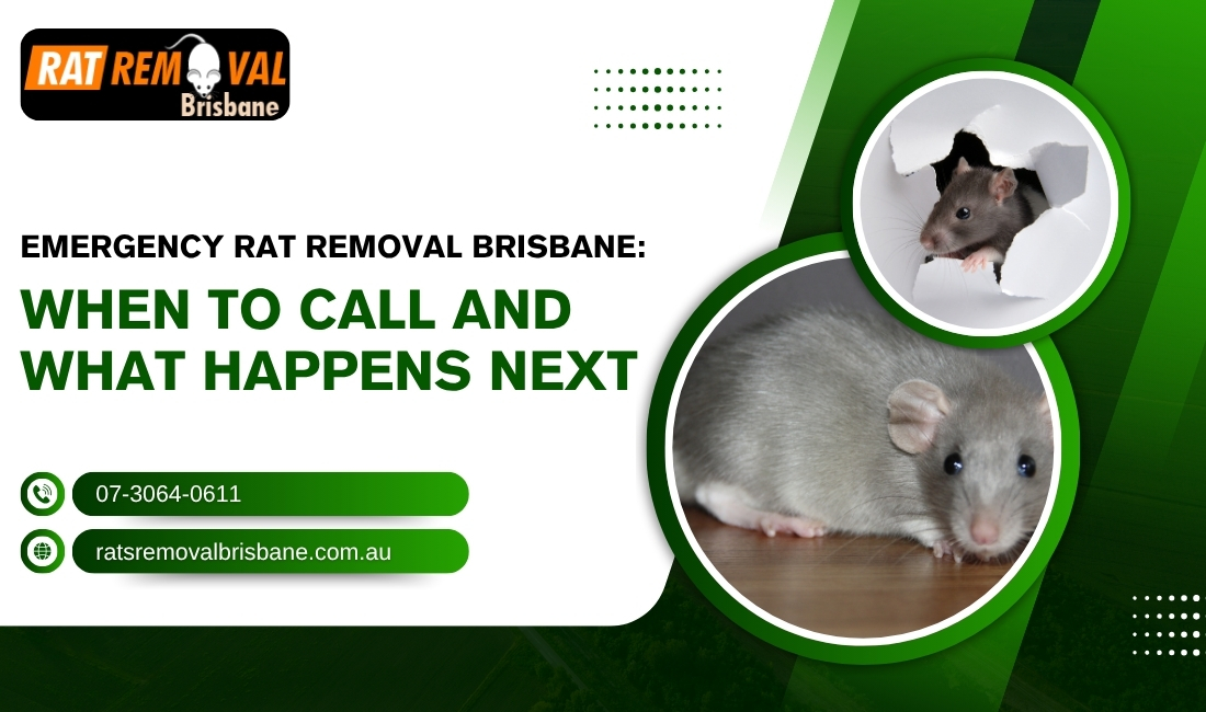 Emergency Rat Removal Brisbane: When to Call and What Happens Next