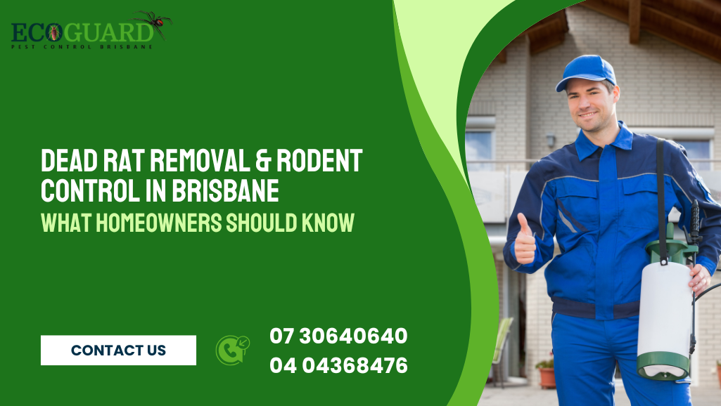 Dead Rat Removal & Rodent Control in Brisbane: What Homeowners Should Know