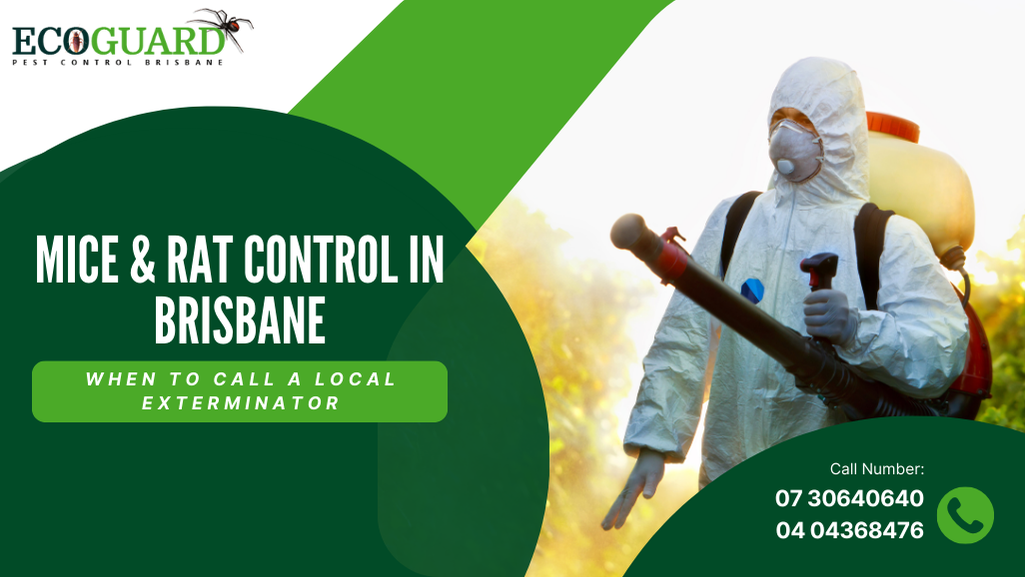 Mice & Rat Control in Brisbane: When to Call a Local Exterminator