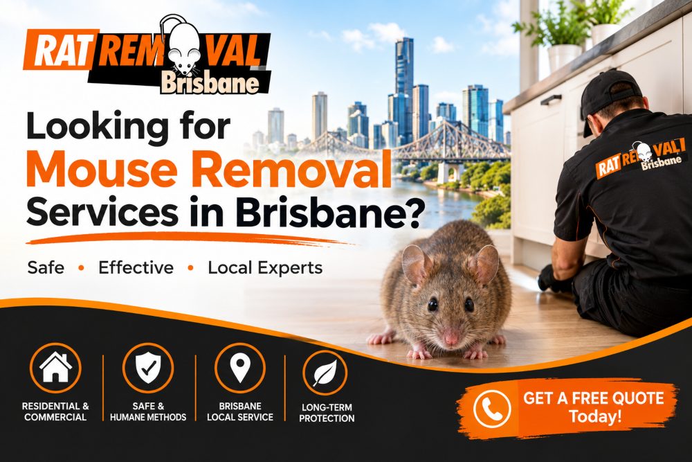 Looking for Mouse Removal Services in Brisbane?